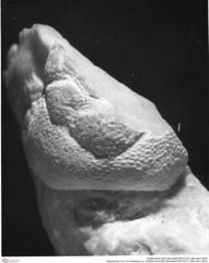 Historisches Foto von Bullariscus sp. (NHMW-AFW-GEO-BACHMAYER-FOTO-1990-0041-0678)